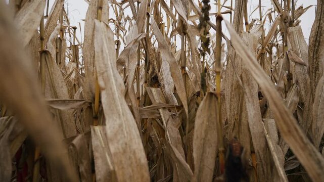 Dry mature corn plants in an autumn field with close-up dried leaves and selective focus creating a natural rustic harvest scene. Atmospheric agriculture texture and seasonal farmland mood.