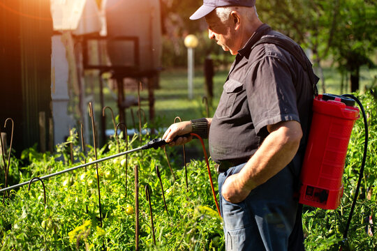 A male summer resident with a red modern sprayer treats tomatoes in the summer to stimulate growth and fruiting. Copy space for text, industry