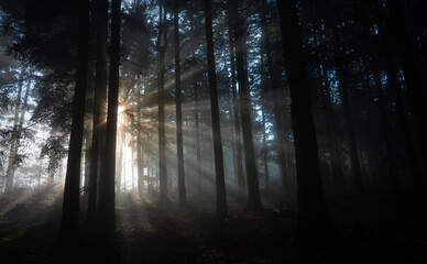 Sonnendurchfluteter Nadelwald