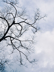寒い冬空に木の枝