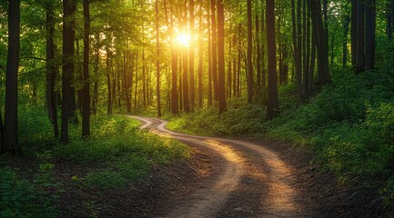 Sunlit forest path winding through trees (5)