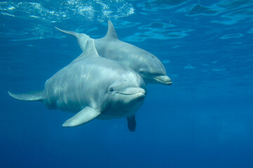 Fototapeta premium Zwei Delfine (Delphinidae) unter Wasser 