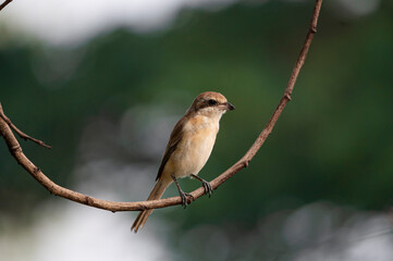 Little Shrike bird on stick