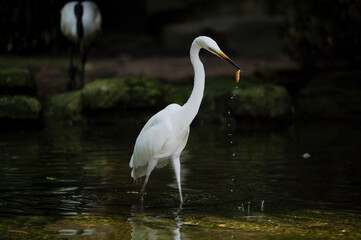 The great egret (Ardea alba) catch a small fish
