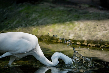 The great egret (Ardea alba) is catching fishes