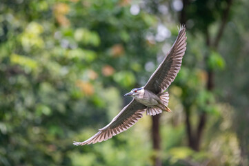 black-crowned night heron