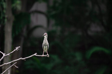 Black-capped night heron bird on a branch