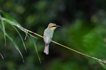 A bee-eaters bird on a stick