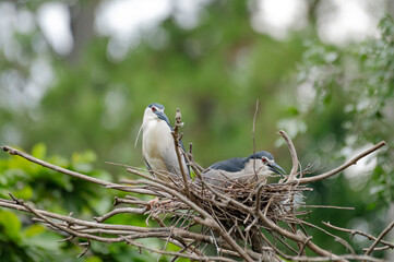 Black-crowned night heron's nest