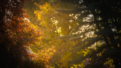 Fototapeta premium Autumn trees and leaves bathed afternoon sunlight