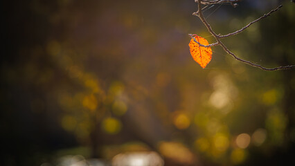 The Autumn last leaf is bathing afternoon sunlight.