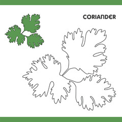 Coriander Copy Colour worksheet for kids