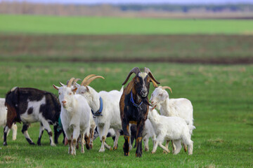 A herd of goats is grazing on a green meadow of different colors. They are grazing on a green meadow. They are eating grass and running around the field.