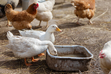 Ducks and chickens gather around a water trough in a rustic farmyard during a sunny afternoon in early spring