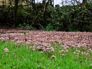 A surprise in autumn and suddenly a huge patch of unidentified toadstools appears in cleared woodland area of Nidderdale, North Yorkshire