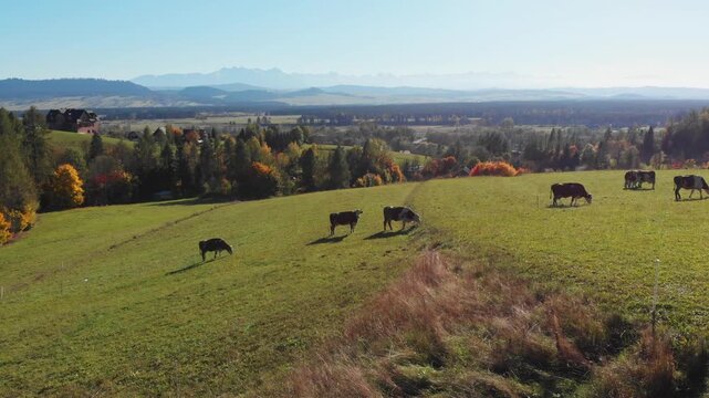 Aerial drone footage of grazing cows on a green mountain meadow in Szlembark on Podhale, Małopolska, with a panoramic view of the Tatra Mountains and the valley near Nowy Targ.
