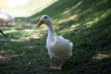Fototapeta premium A domestic waterfowl white duck feeds in a rural yard. Domestic duck with a blurry background, rural scene. Portrait of a duck with an orange beak. Breeding poultry for meat. Selective focus.