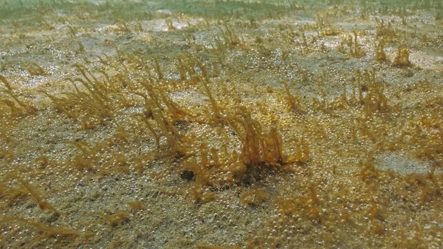 Close-up, Slimy capsules of unicellular algae containing gas sway in water current, silvering in sunlight. Slow motion, golden-brown colors colonial microalgae and with gas microbubbles shiny in sun