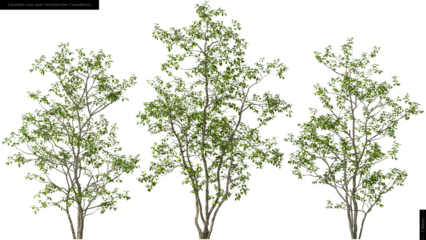 Canadian rock peartrees, hq cutouts for arch viz 