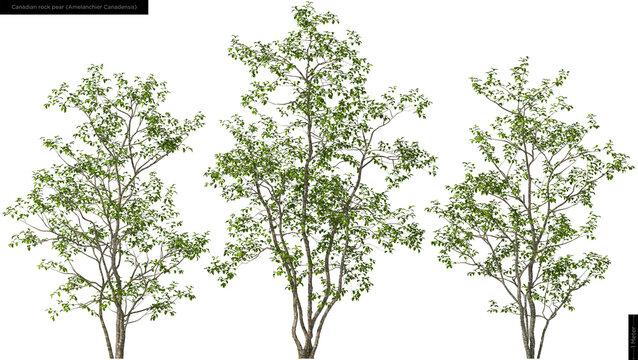 Canadian rock peartrees, hq cutouts for arch viz 