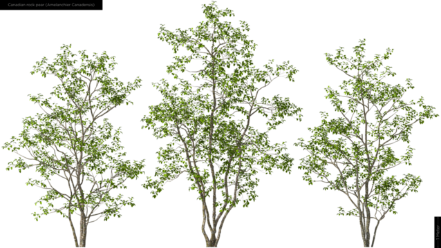 Canadian rock peartrees, hq cutouts for arch viz 
