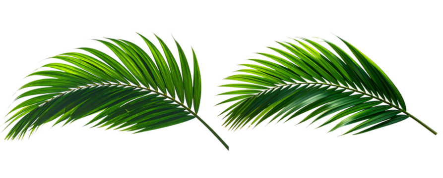 Curved Palm Leaf Arching Gracefully to One Side with Soft Shadow, Side Angle View, Isolated.