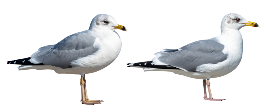 Front-Facing Seagull Standing Alert with Gentle Shadow, Transparent Background