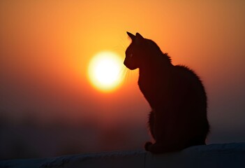 Black Cat Silhouette Against a Vibrant Orange Sunset Sky