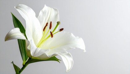 Fototapeta premium 優雅な白百合が彩る初夏の庭2
