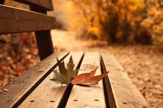 Close up image of bench in the park during sunset, at autumn season - Powered by Adobe