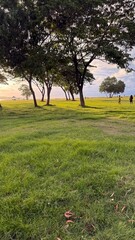 Lush Green Park Landscape at Golden Hour Sunset with Silhouette Trees
