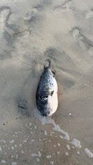 Dead Pufferfish Lying on Wet Sand by the Ocean Tide
