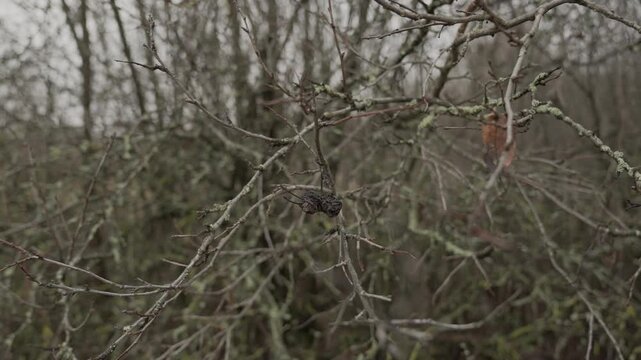 Close-up video of a rotten pear hanging on a branch of a fruit tree in autumn.