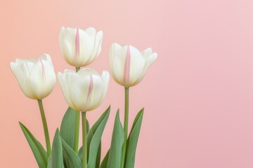 Four white flowers with pink stems are arranged in a vase