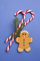 Tasty candy canes, Christmas tree branch and gingerbread cookie on blue background, flat lay
