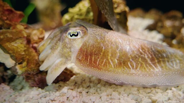 Colorful cuttlefish resting near rocks on seabed with detailed texture and vivid patterns