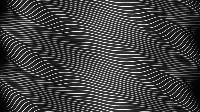 White vector background with shining lines. Wave background with black and white lines in the style of zebra.