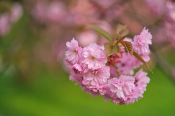Obraz premium Soft focus closeup of pink cherry blossom flowers with green bokeh background, floral spring nature background for beauty, spa, wedding or greeting card design.