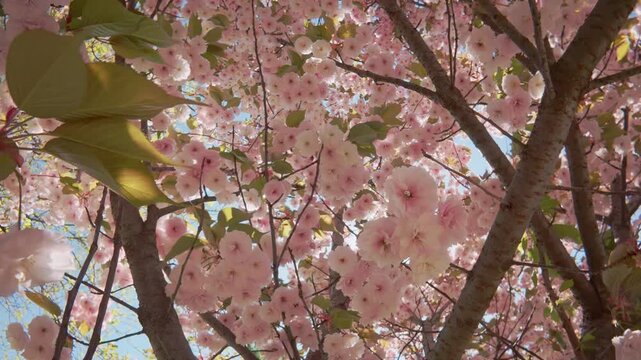 Camera moves down between vivid white flowers of Sakura, cherry blossom, backlit by sun. Bright white, double flowers of Japanese cherry tree, Prunus serrulata Alba are in full bloom