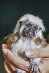 Cotton-top tamarin held gently by human hand, showing expressive face and white crest