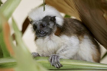 Cotton-top tamarin resting on plant foliage with white crest and detailed facial features