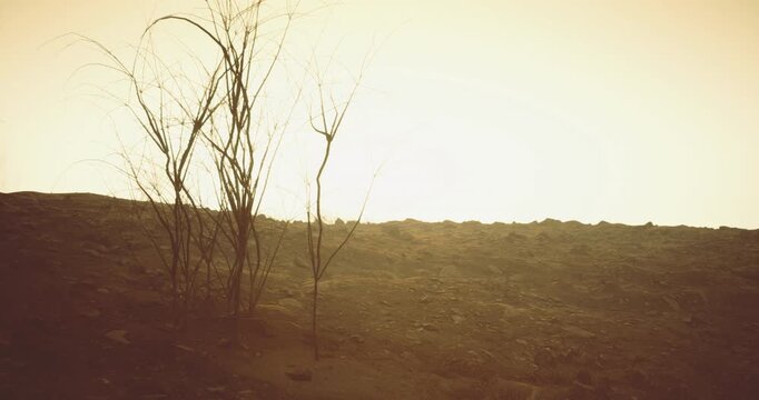 A serene view of a desolate landscape features thin, barren trees silhouetted against the warm glow of the setting sun. The rocky terrain enhances the tranquil atmosphere.