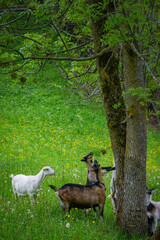 Goats grazing on a green meadow, standing under a tree and reaching for fresh leaves in a spring landscape