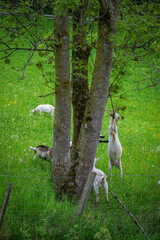 Goats grazing on a green meadow, standing under a tree and reaching for fresh leaves in a spring landscape