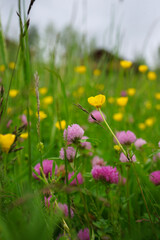 Wild summer meadow with yellow buttercups and pink clover flowers in soft natural light