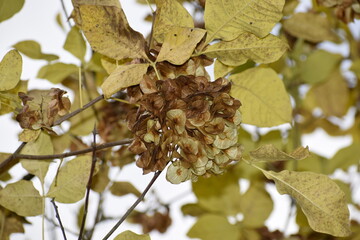 Threeleaf ptelea branch with yellow green leaves and ripe fruits in autumn