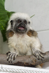 Cotton-top tamarin perched on branch with expressive face and distinctive white crest