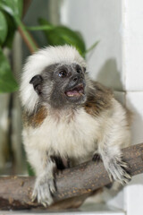 Cotton-top tamarin perched on branch with expressive face and distinctive white crest
