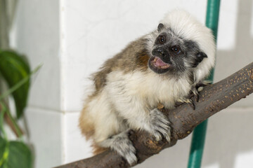 Cotton-top tamarin perched on branch with expressive face and distinctive white crest