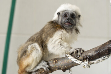 Cotton-top tamarin perched on branch with expressive face and distinctive white crest